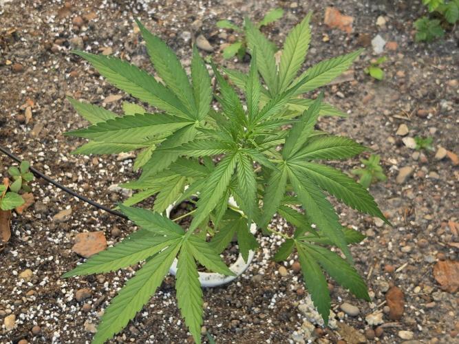 Outdoor haze 2. Week 5