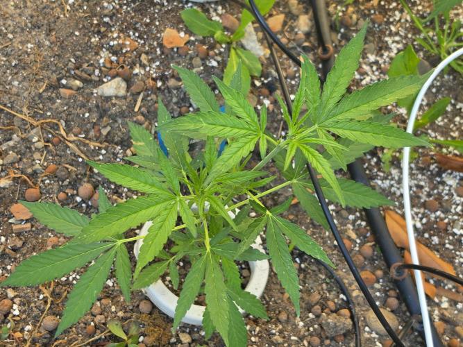 Rqs f1 outdoor 1. Week 4