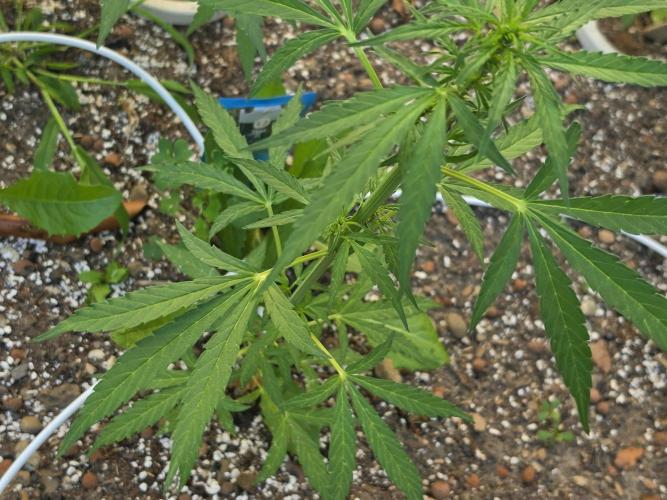Rqs f1 outdoor 1. Week 4