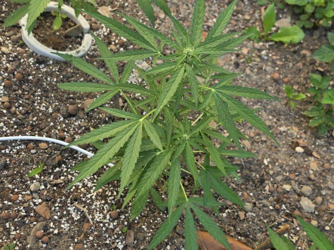 Rqs f1 outdoor 1. Week 4