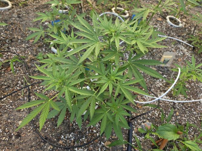 Rqs f1 outdoor 2. Week 4