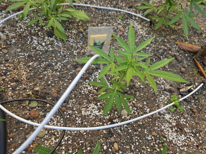 Rqs f1 outdoor 2. Week 4
