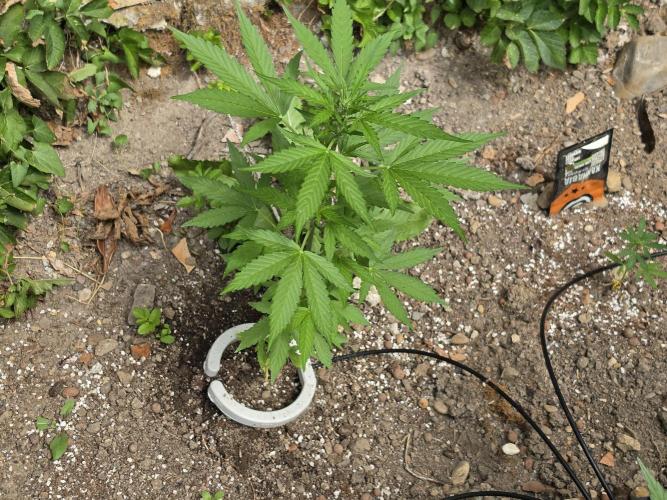 Outdoor haze 1. Week 6