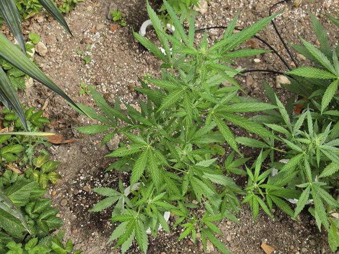 Outdoor haze 2. Week 6