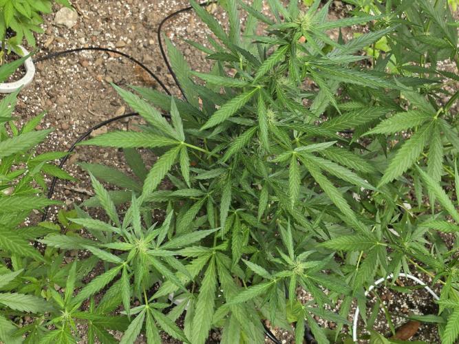 Outdoor haze 2. Week 6