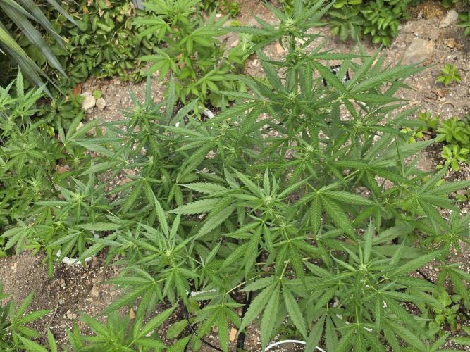 Outdoor haze 2. Week 6