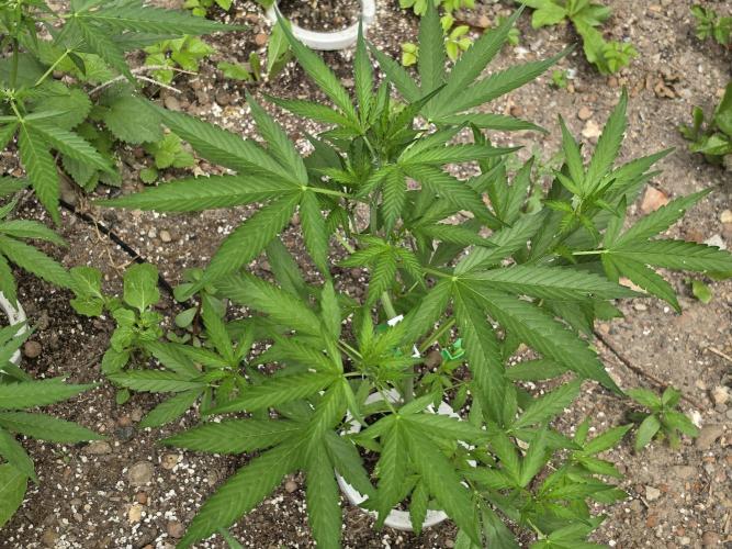 Lemon Haze Auto. Week 6