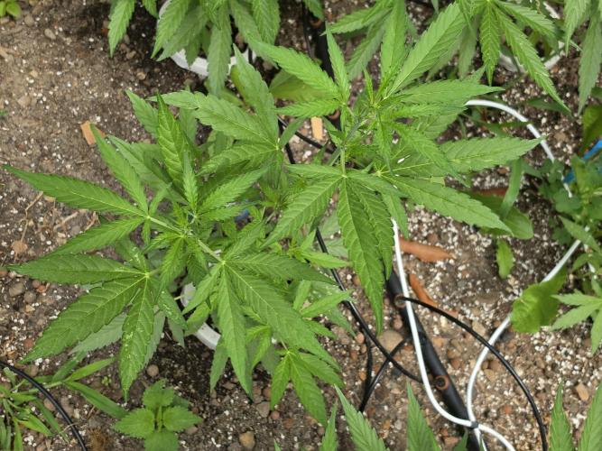 Rqs f1 outdoor 1. Week 5