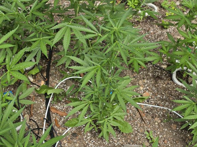 Rqs f1 outdoor 1. Week 5