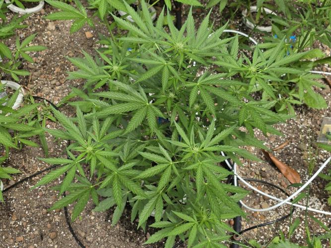 Rqs f1 outdoor 2. Week 5
