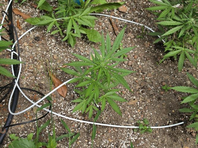 Rqs f1 outdoor 2. Week 5