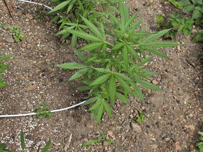 Rqs f1 outdoor 2. Week 5