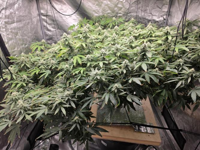 DWC Papaya Zoap Fast. Week 18