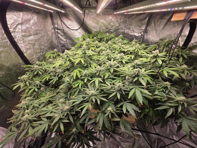 DWC Papaya Zoap Fast. Week 18