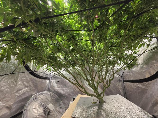 DWC Papaya Zoap Fast. Week 18