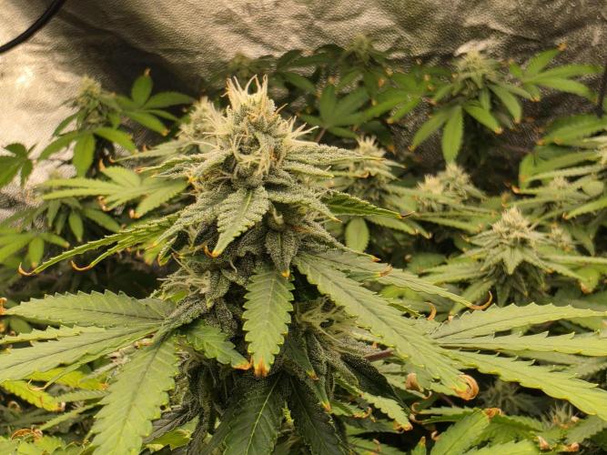 DWC Papaya Zoap Fast. Week 18