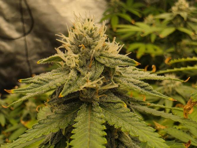 Papaya Zoap F1 Fast Version. Week 18
