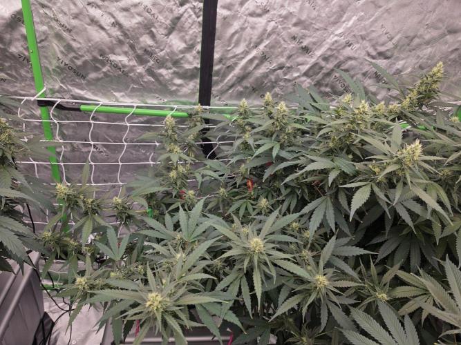 Aero #kannabia sunset sherbet. Week 13