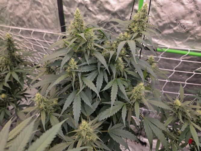 Aero #kannabia sunset sherbet. Week 13