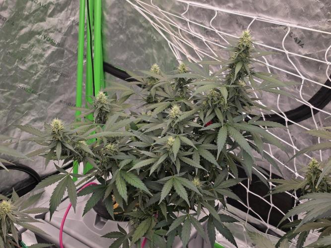 Sunset Sherbet. Week 13
