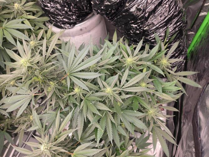 Aero sweet cream caramel. Week 13