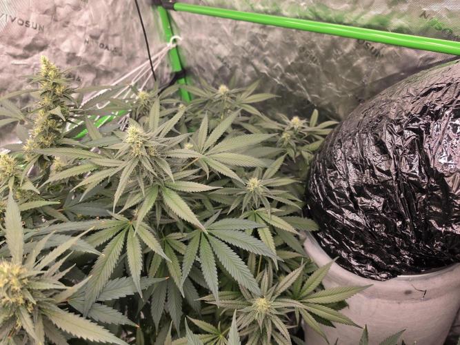 Cream Caramel. Week 13