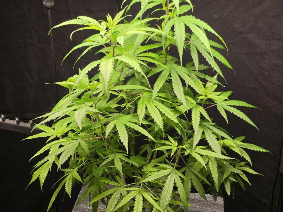 Dwc sweet cream caramel. Week 11
