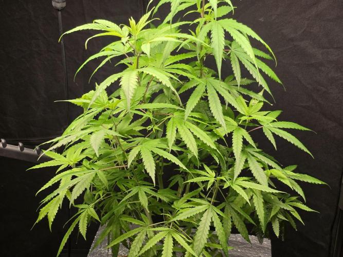 Cream Caramel. Week 11