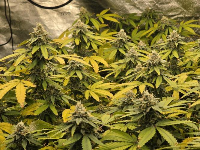 DWC Papaya Zoap Fast. Week 19