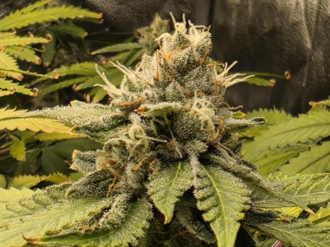 DWC Papaya Zoap Fast. Week 19