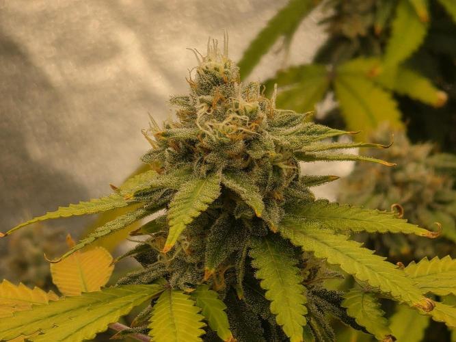 DWC Papaya Zoap Fast. Week 19