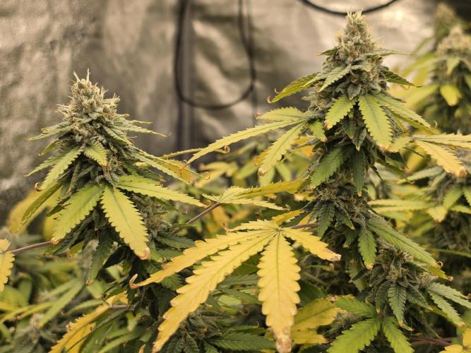 DWC Papaya Zoap Fast. Week 19