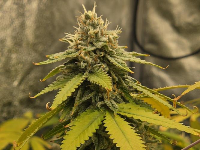 DWC Papaya Zoap Fast. Week 19