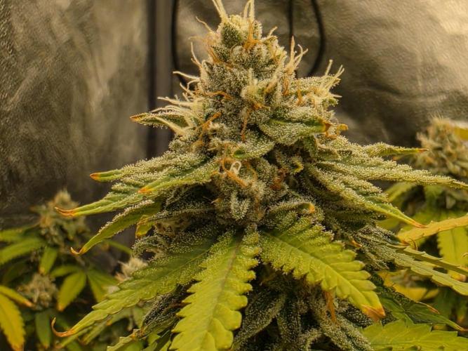 Papaya Zoap F1 Fast Version. Week 19