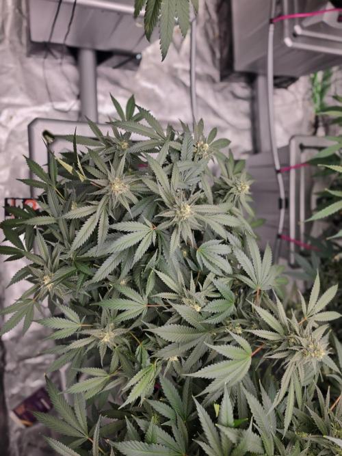 Aero #kannabia Candy cream go fast. Week 14
