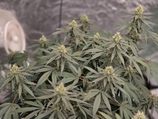 Candy Cream Go Fast. Week 14