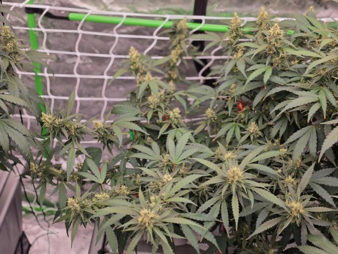 Aero #kannabia sunset sherbet. Week 14