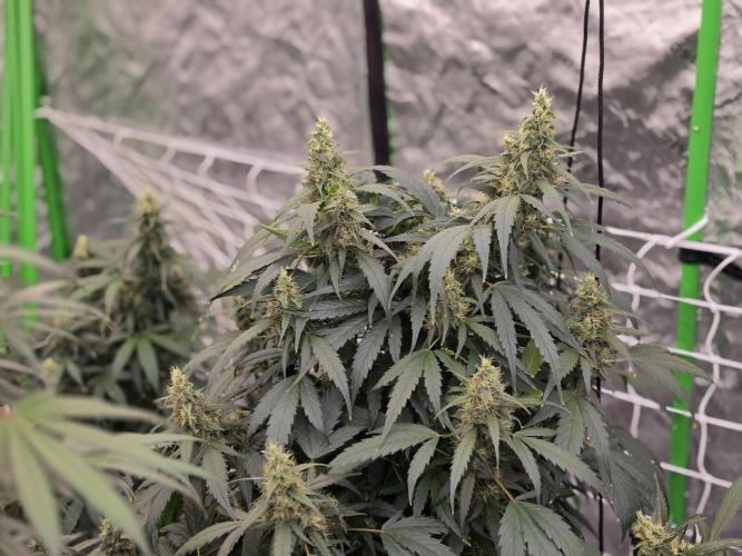 Aero #kannabia sunset sherbet. Week 14