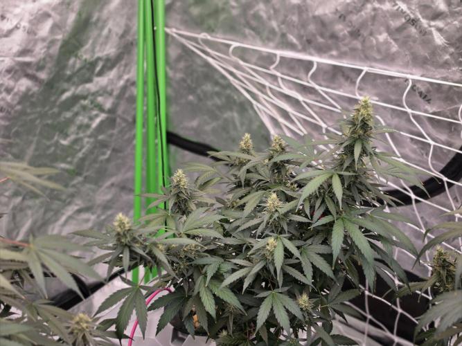 Sunset Sherbet. Week 14