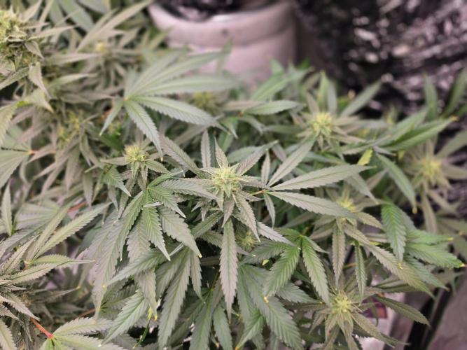 Aero sweet cream caramel. Week 14