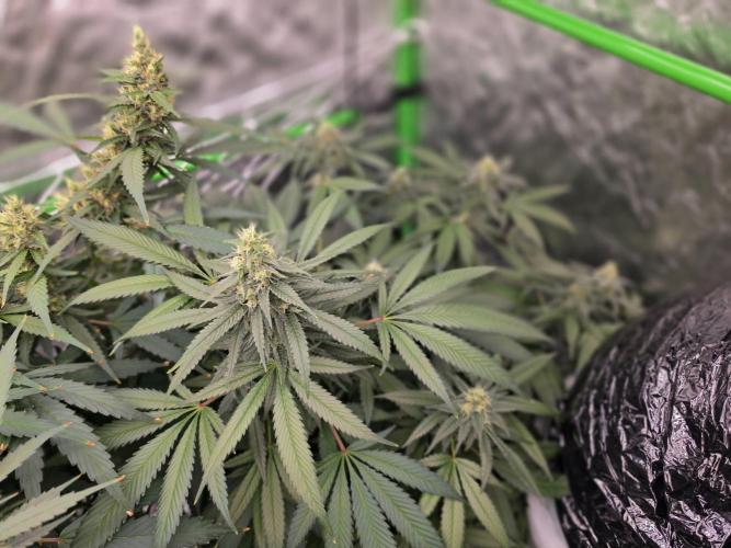 Cream Caramel. Week 14