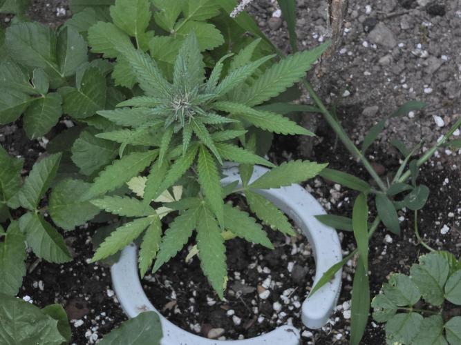 Outdoor haze 1. Week 7