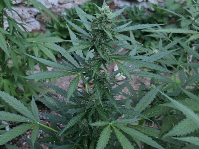 Outdoor haze 2. Week 7