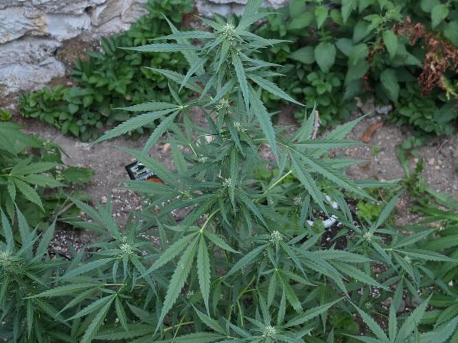 Outdoor haze 2. Week 7