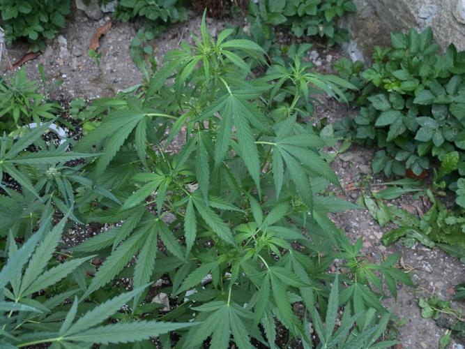 Outdoor haze 2. Week 7