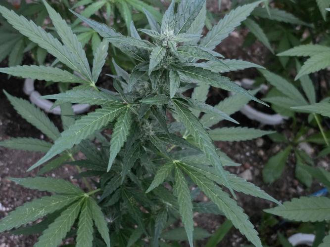 Rqs f1 outdoor 1. Week 6