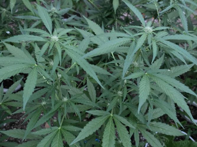 Rqs f1 outdoor 1. Week 6