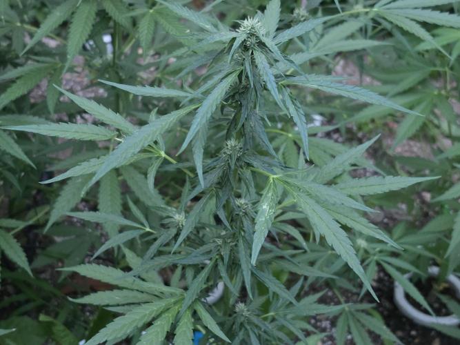 Rqs f1 outdoor 1. Week 6