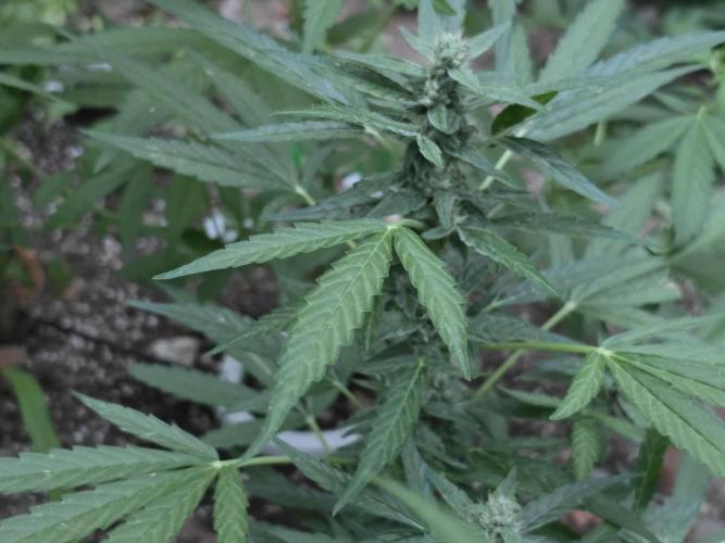 Rqs f1 outdoor 1. Week 6