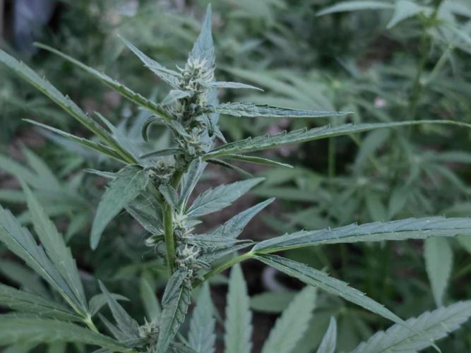 Rqs f1 outdoor 2. Week 6
